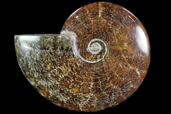 Polished, Agatized Ammonite (Cleoniceras) - Madagascar #88349